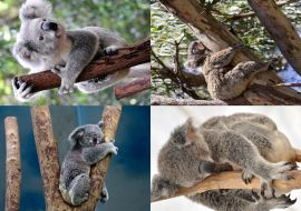 Lais Puzzle - Collage Koala - 500 & 1.000 Teile