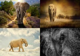 Lais Puzzle - Collage Elefanten - 500 & 1.000 Teile