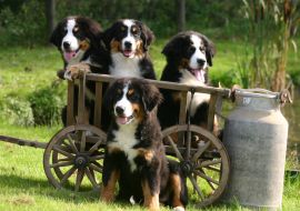 Lais Puzzle - Berner Sennenhund - 1.000 Teile