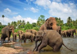 Lais Puzzle - Elefantengruppe im Fluss - 100, 200, 500 & 1.000 Teile
