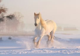 Lais Puzzle - Weißes Pferd im Schnee - 500 Teile