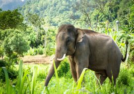 Lais Puzzle - Elefantenbulle mit langen Stoßzähnen im Wald - 100, 200, 500 & 1.000 Teile