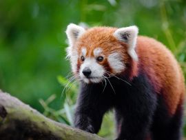 Lais Puzzle - Roter Panda - 1.000 Teile
