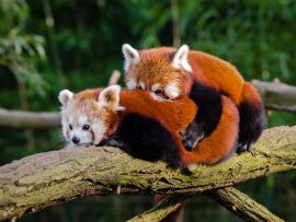Lais Puzzle - Roter Panda - 1.000 Teile