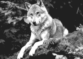 Lais Puzzle - Wolf schwarz weiß - 500 & 1.000 Teile