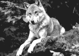 Lais Puzzle - Wolf schwarz weiß - 500 & 1.000 Teile