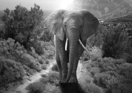 Lais Puzzle - Elefant schwarz weiß - 500 & 1.000 Teile