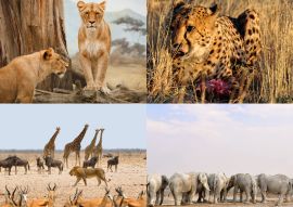 Lais Puzzle - Collage Afrikanische Tiere - 500 & 1.000 Teile