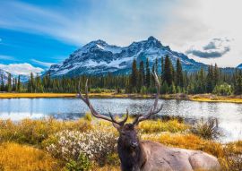 Lais Puzzle - Hirsch in Berglandschaft - 100, 200, 500 & 1.000 Teile