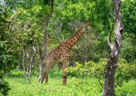 Lais Puzzle - Giraffe - 500 & 1.000 Teile