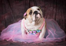 Lais Puzzle - Hund in Kostüm - 100, 200, 500 & 1.000 Teile