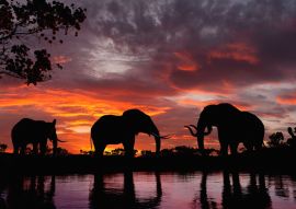 Lais Puzzle - Elefanten im Sonnenuntergang an einem Fluss - 500 & 1.000 Teile
