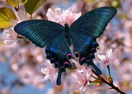 Lais Puzzle - Schwarzer Schmetterling - 100, 200, 500 & 1.000 Teile