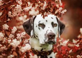 Lais Puzzle - Dalmatiner - 100, 200, 500 & 1.000 Teile