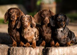 Lais Puzzle - Dachshunde - 100, 200, 500 & 1.000 Teile