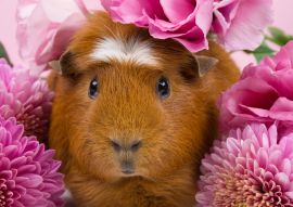 Lais Puzzle - Meerschweinchen in rosa Blumen - 100, 200, 500 & 1.000 Teile