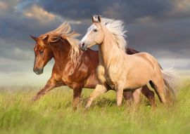 Lais Puzzle - Rotes Pferd und Palominopferd mit langer blonder Mähne in Bewegung auf Feld - 100, 200, 500 & 1.000 Teile