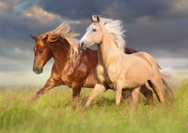 Lais Puzzle - Rotes Pferd und Palominopferd mit langer blonder Mähne in Bewegung auf Feld - 500 & 1.000 Teile