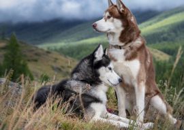 Lais Puzzle - Huskies - 100, 200, 500 & 1.000 Teile