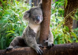 Lais Puzzle - Koala - 500 & 1.000 Teile