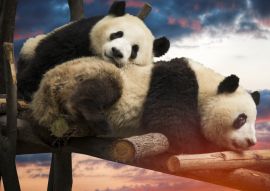 Lais Puzzle - Pandas - 100, 200, 500 & 1.000 Teile