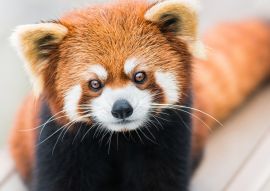 Lais Puzzle - Kleiner Panda/Roter Panda - 500 Teile