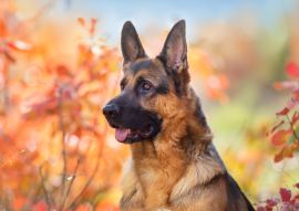 Lais Puzzle - Deutscher Schäferhund - 500 & 1.000 Teile