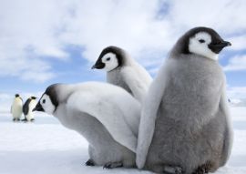 Lais Puzzle - Pinguine / Kaiserpinguine - 500 & 1.000 Teile