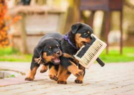 Lais Puzzle - Rottweiler Welpen - 100, 200, 500 & 1.000 Teile