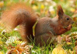 Lais Puzzle - Eichhörnchen - 500 & 1.000 Teile