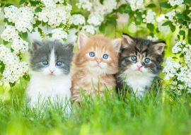 Lais Puzzle - Drei kleine Katzen sitzen nahe weißen Blumen - 100, 200, 500 & 1.000 Teile