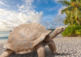 Lais Puzzle - Schildkröte am Strand, Seychellen - 500 & 1.000 Teile