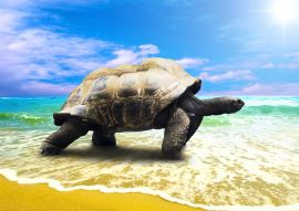 Lais Puzzle - große Schildkröte am Strand - 100, 200, 500 & 1.000 Teile