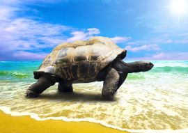 Lais Puzzle - große Schildkröte am Strand - 500 & 1.000 Teile