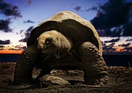 Lais Puzzle - große Schildkröte - 100, 200, 500 & 1.000 Teile