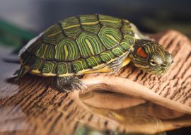 Lais Puzzle - Kleine Schildkröte auf braunem Stein - 100, 200, 500 & 1.000 Teile