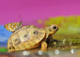 Lais Puzzle - Schmetterling auf Schildkröte - 100, 200, 500 & 1.000 Teile