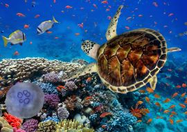 Lais Puzzle - Korallenriff mit Fischen und Wasserschildkröte - 100, 200, 500 & 1.000 Teile