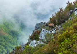 Lais Puzzle - Chamois (Rupicapra rupicapra), Naturpark Fuentes del Narcea, Degaña und Ibias, Asturien, Spanien - 100, 200, 500 & 1.000 Teile