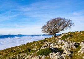 Lais Puzzle - Buchen im Naturpark von Aralar mit einem Wolkenmeer im Hintergrund, Navarra, Spanien - 100, 200, 500 & 1.000 Teile