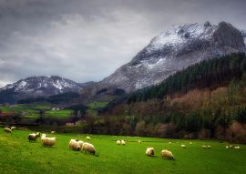 Lais Puzzle - Schafe in Arrazola, Euskal Autonomia Erkidegoa, Spanien - 100, 200, 500 & 1.000 Teile