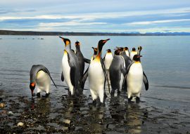 Lais Puzzle - Magellan-Pinguine in Feuerland - 100, 200, 500 & 1.000 Teile