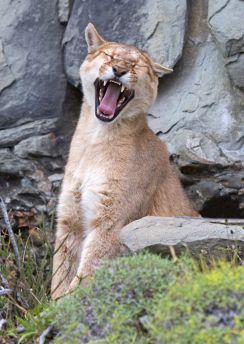 Lais Puzzle - Puma gähnt im Torres del Paine Nationalpark - 100, 200, 500 & 1.000 Teile