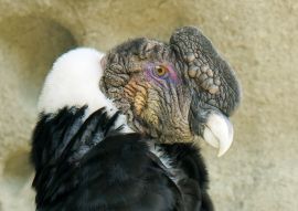 Lais Puzzle - Erwachsener männlicher Andenkondor (Vultur gryphus), Nationalpark Torres del Paine, Südpatagonien, Chile - 100, 200, 500 & 1.000 Teile