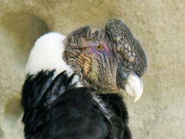 Lais Puzzle - Erwachsener männlicher Andenkondor (Vultur gryphus), Nationalpark Torres del Paine, Südpatagonien, Chile - 500 & 1.000 Teile