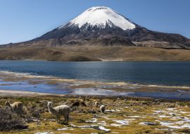 Lais Puzzle - Lama (Lama glama) vor dem Vulkan Parinacota, Höhe 6348 m, Chungar-See, Lauca-Nationalpark, Putre, Parinacota, Region Arica und Parinacota, Chile, Südamerika - 100, 200, 500 & 1.000 Teile