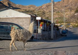 Lais Puzzle - Lama geht in einer Straße von Putre, Chile - 100, 200, 500 & 1.000 Teile