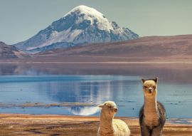 Lais Puzzle - Alpaka (Vicugna pacos), die am Ufer des Chungara-Sees am Fuße des Sajama-Vulkans im Norden Chiles weiden. - 100, 200, 500 & 1.000 Teile