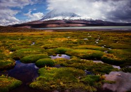 Lais Puzzle - Chile, Lauca-Nationalpark - 100, 200, 500 & 1.000 Teile