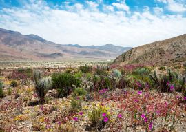 Lais Puzzle - Blühende Wüste (Spanisch: desierto florido) Atacama, Chile - 100, 200, 500 & 1.000 Teile